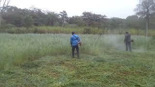 Cortando avena negra (forrajera )para henificar.  Comité San Pablo