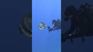 The Sharks with  Blue Planet Film Thomas Behrens