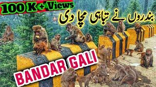 Bandar Gali | Monkey Fight | Monkey in Murree Point | Bandar ka Tamasha, Bandar, Galyat, Nathia Gali