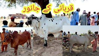 #VLOG16 Animals for kurabi قربانی کے جانورAFFU FARU VLOG