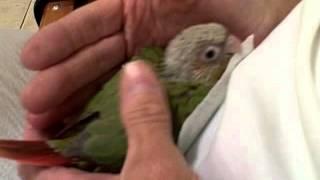 Zazu- Green Cheek Conure - 4 weeks old