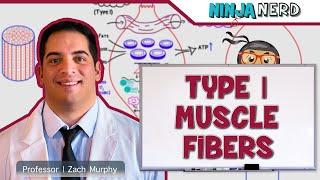 Musculoskeletal System | Type I Muscle Fibers