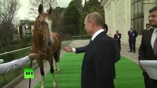 Putin gifts Akhal-Teke stallion to the King of Bahrain. Horse Cost like two Royce-Royce cars !!!