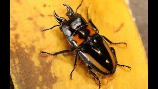 Prosopocoilus biplagiatus - A stag beetle from Hongkong