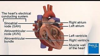 How your heart works - the electrical conduction system