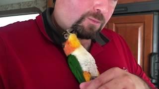 Kumquat - Being An Adorable Parrot