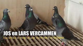 The Speed of Panter and The Power of Yasmine - Vercammen Pigeons