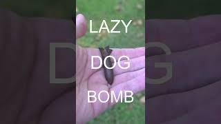 The World's Smallest Bomb #militaria