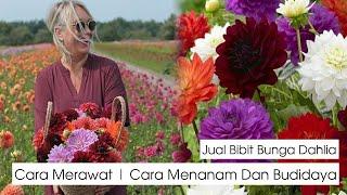 Juat Bibit Tanaman Bunga Dahlia | Cara Menanam | Merawat | Memperbanyak | Nama Latin Asteraceae