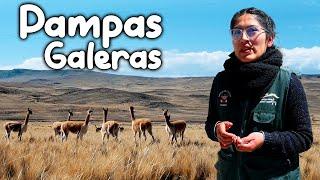 PAMPAS GALERAS | Aquí vivé el ANIMAL mas FINO  del MUNDO | Ayacucho  