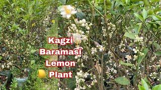 Kagzi Baramasi Lemon Plant Flowering Stage