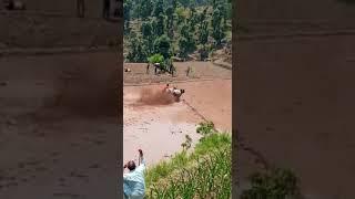 ox race in sogbani foji Talib ka bull