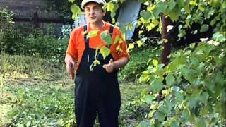 Плакучие березы