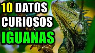 10 Datos Curiosos de las Iguanas Verdes - ¿Sabías que tienen 3 ojos?