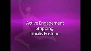 Active Engagement Stripping: Tibialis Posterior | Massage & Bodywork magazine