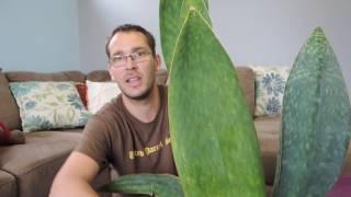 Repotting a Large Sansevaria and taking cuttings