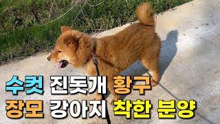 진돗개 황구 장모 강아지입니다. | 진돗개 수컷 황구 장모 강아지 분양 | 진돗개 '중개 강아지 착한 분양' Part 1