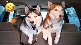 FUNNIEST Husky Compilation | Normal Dogs vs Huskies | Husky Such a Drama Queen | FUNNIEST Dogs Ever