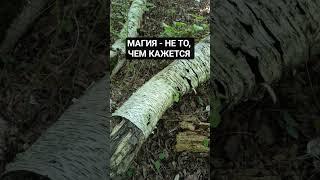 ТРАНСФОРМАЦИЯ В МАГИЮ НА ЛИЧНОЙ СИЛЕ #колдовство #духи #дух #духовноеразвитие #духовность