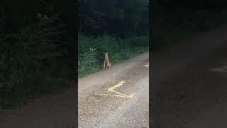 Luchs Juri taucht plötzlich bei Schopp im Pfälzerwald auf