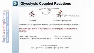 Rapid Learning: Chemical Basis of Life - Biochemical Reactions?