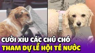 Cười xỉu với những chú chó tại lễ hội té nước ở Trung Quốc 