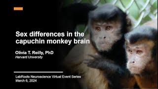 Sex Differences in the Capuchin Monkey Brain
