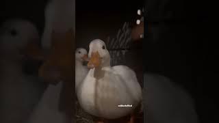 Just ducks being cute.