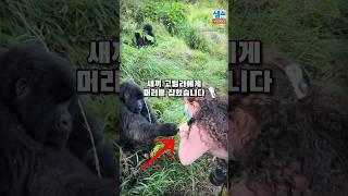 고릴라에게 잡혀버렸다