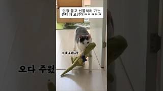 오다 주웠다! 가지든가! 인형 선물하는 츤데레 고양이