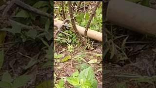 smart farmer uprooting cassava #farming #feedshorts #shorts #youtubeshorts #cassava