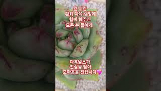 #싸이 #감동이야 #shorts #plants #succulent #多肉植物 #환희다육 #다육널스