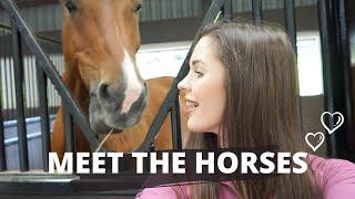 MEET THE HORSES || Erin Williams
