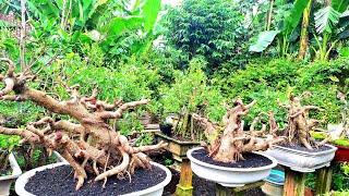 CEK HARGA BONSAI JUMBO BERBAGAI JENIS BAHAN BONSAI