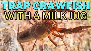 Make a Crawfish Trap from a Milk Jug - Mudbug Hotel