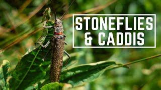 Dry Fly Fishing Stoneflies & Caddis