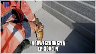 Norwegenangeln: Töten und Versorgen | Episode 14