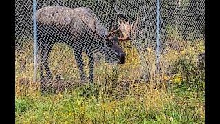 Alaska Moose Escapes Thru Fence