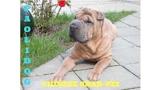 CHINESE SHAR-PEI   TOP 10 INTERESTING FACTS