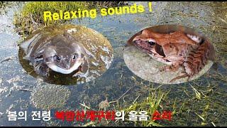 서식지를 잃어가는 북방산개구리의 외침,개구리소리, 북방산개구리 울음소리, The croaking of frogs, ASMR