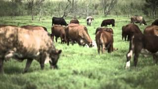 Grazing management to improve soil health- 90 sec