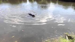 Wilbo Waggins goes for a swim