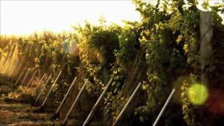 Wine Basics - The Beginner's Guide DVD Preview - Learn the Basic Fundamentals of Wine