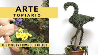 Cómo podar un ALIGUSTRE con forma de flamenco (arte topiario) - Decogarden - Jardinatis