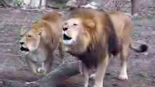 Lion Saying Allah