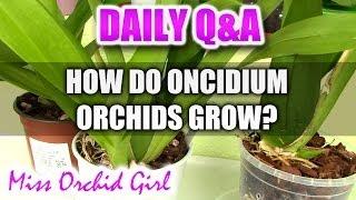 Q&A - How do Oncidium and intergeneric Orchids grow?