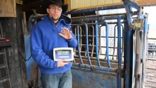 Setting up a Cattle Scale System from a Kit