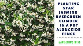 Planting Star Jasmine (Chinese Star Jasmine) evergreen climbing vine in a pot along the back fence