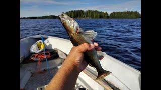 KOITETAAN KUHAA JÄRVELTÄ