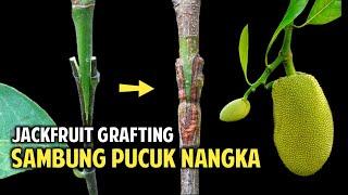 Sambung Pucuk Nangka || Easy Grafting JackFruit Tree